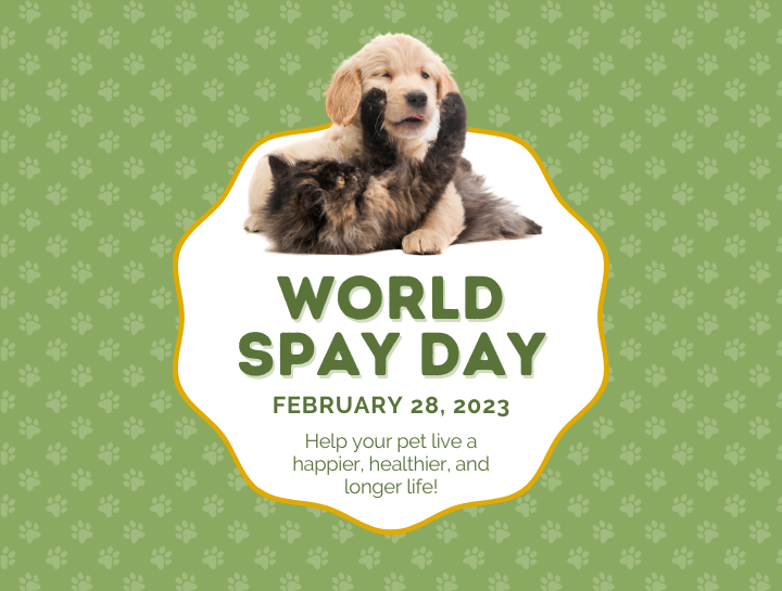 World Spay Day Woodbridge Veterinary Group